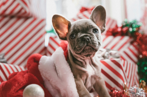 Το χριστουγεννιάτικο τραπέζι για το αγαπημένο μας κατοικίδιο