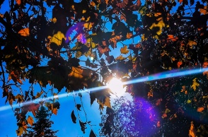 Ήλιος πίσω από τα φύλλα δέντρου