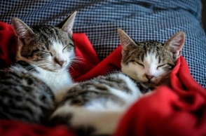 Αλλεργία στις γάτες: Πώς να ζήσετε αρμονικά μαζί τους