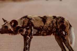 untitled_design_-_2025-02-01t200704_873