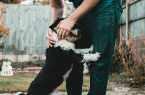 Μπορούν τα σκυλιά να προβλέψουν σεισμούς;