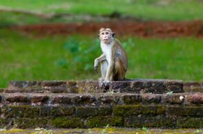 Σρι Λάνκα: «Μια μαϊμού = απόλυτο χάος» - Έριξε το ηλεκτρικό δίκτυο της χώρας έπειτα από επαφή με μετασχηματιστή - Επικρίσεις και διακωμώδηση στα social media
