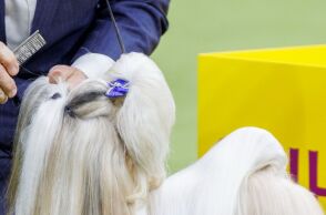 untitled_design_-_2025-02-11t222442_763