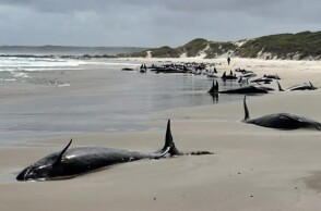Αυστραλία: Σε ευθανασία υποβάλλονται 90 δελφίνια που εξόκειλαν σε ακτή αποπροσανατολισμένα και ταλαιπωρημένα