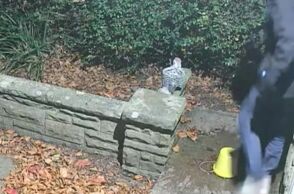 untitled_design_-_2025-02-19t195909_881