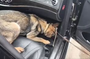 Πώς η Roxy, ο σκύλος της αστυνομίας, ξετρύπωσε κρυμμένα ναρκωτικά από ΙΧ