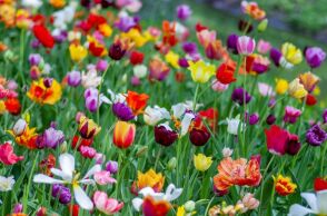 Εορτολόγιο: Σήμερα, 8 Μαρτίου 2025, γιορτάζει…