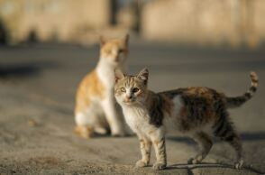 Συνταξιούχος αστυνομικός αυτός που δηλητηρίασε και σκότωσε γάτες στη Θεσσαλονίκη