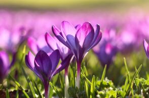 Εορτολόγιο: Σήμερα 13 Μαρτίου 2025 γιορτάζει..