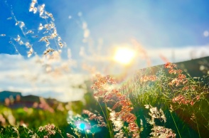 Φυτά με φόντο τον ήλιο της Άνοιξης