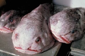 Ψάρι της χρονιάς στη Νέα Ζηλανδία ο βλεννόψαρος - Έχει χαρακτηριστεί ως το «πιο άσχημο ζώο του κόσμου» - Κέρδισε διαγωνισμό περιβαλλοντικής οργάνωσης 