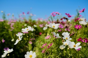 Λουλούδια της Άνοιξης
