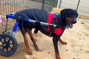 Στη Νορμανδία, ένα καταφύγιο βελτιώνει τη ζωή των τραυματισμένων ζώων