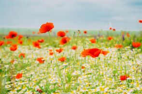 Εορτολόγιο: Σήμερα 2 Απριλίου 2025 γιορτάζει…