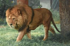 Αίγυπτος: Λιοντάρι επιτέθηκε στον εκπαιδευτή του και του ακρωτηρίασε μέρος του χεριού