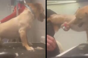 Βόλος: Pet groomer καταγγέλθηκε για κακοποιητική συμπεριφορά σε σκυλιά, ενώ τα κούρευε