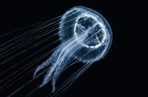 Μαρτυρικές στιγμές περιέγραψε influencer - Η TikToker ταξίδευε στις Φιλιππίνες με τον φίλο της όταν κάθισε άθελά της πάνω σε μια θανατηφόρα τετράπλευρη μέδουσα