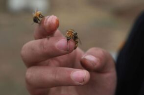 Βρετανοί επιστήμονες μελετούν βασίλισσες μέλισσες για να ανακαλύψουν θεραπείες που θα επεκτείνουν τη γονιμότητα και τη ζωή του ανθρώπου.