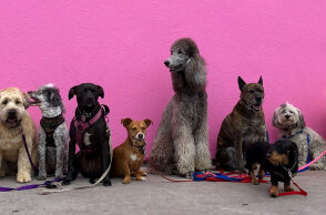 Ποιες ράτσες σκύλων ζουν περισσότερο