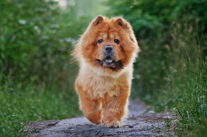 Τελικά, μπορούν όντως να μας καταλάβουν τα σκυλιά;