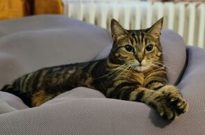 Γιατί αρέσει στις γάτες να κλέβουν τη θέση μας όταν σηκωνόμαστε