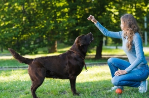 10 λάθη στην εκπαίδευση των σκυλιών