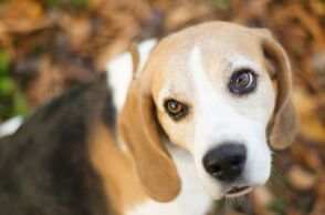Θεσσαλονίκη: Αλληλομηνύθηκαν με αφορμή τις ακαθαρσίες ενός σκύλου - Επεισόδιο σε πάρκο της Καλαμαριάς - Προκαταρκτική έρευνα παρήγγειλε η εισαγγελέας