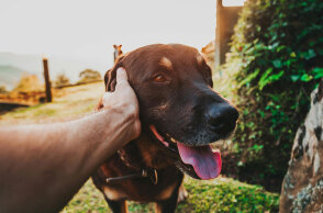 Θυρεοειδής: Ο μικρός αδένας που επηρεάζει τη ζωή του κατοικιδίου μας