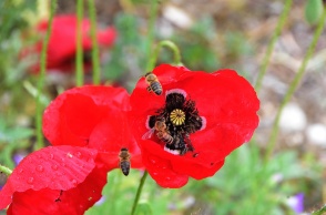 Μέλισσες πάνω σε λουλούδια