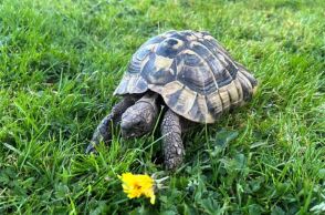 Βρετανία: Η χελώνα Λεονάρντο βρέθηκε σώα εννέα μήνες μετά την εξαφάνισή της, ένα μίλι μακριά από το σπίτι της, έχοντας διανύσει 6 μέτρα τη μέρα.