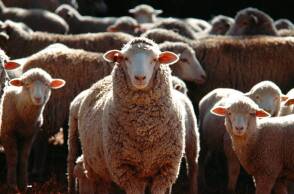 Όταν η παράδοση μεταλλάσσεται σε βαρβαρότητα