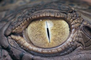 Αλιγάτορας σκότωσε 61χρονη στη Φλόριντα αναποδογυρίζοντας το κανό της - Τραγωδία σε περιοχή με αυξημένες επαφές ανθρώπων-άγριας ζωής