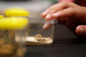 Βραζιλία: Έκρηξη τσιμπημάτων από σκορπιούς λόγω άναρχης αστικοποίησης και κλιματικής αλλαγής - Φτωχές συνοικίες και παιδιά στο επίκεντρο της κρίσης