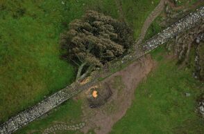 Βρετανία: Το κίνητρο εκδίκησης πίσω από το κίνητρο των ανδρών που έκοψαν το εμβληματικό Sycamore Gap