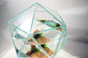 Δανάη Κωτσάκη, Micropolis, 2025, amphibian plants, ceramics, water, mixed media, variable dimensions