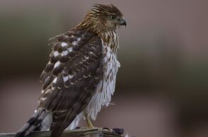 Γεράκι στο Νιου Τζέρσεϊ χρησιμοποιεί ουρές αυτοκινήτων και ηχητικά σήματα διάβασης για να αιφνιδιάζει θηράματα - Αστική επιβίωση με αξιοσημείωτη ευφυΐα