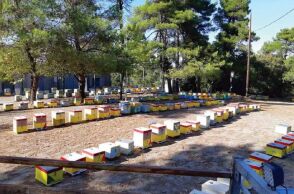 Μέλι Ταΰγετου