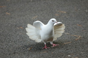 Λευκό περιστέρι 