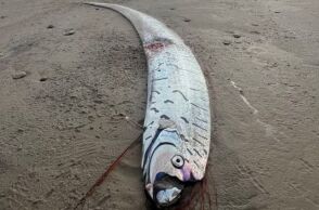 Σπάνιο ψάρι μήκους 3 μέτρων ξεβράστηκε στη δυτική Τασμανία, προκαλώντας θαυμασμό και επιστημονικό ενδιαφέρον - Οι θρύλοι που το συνοδεύουν