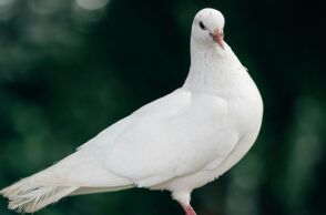 Αγίου Πνεύματος 2025: Πώς θα αμειφθούν όσοι εργάζονται σήμερα