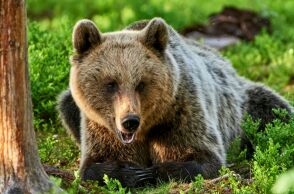 Δράμα: Δε φανταζόμουν ότι η αρκούδα ήταν τόσο κοντά - Ο ορειβάτης που σώθηκε περιγράφει τι συνέβη 