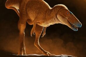 Νέο είδος δεινοσαύρου ανακαλύφθηκε στη Μογγολία - Αλλάζει την κατανόηση της εξέλιξης των τυραννόσαυρων πριν τον T. rex. - Τα συμπεράσματα των επιστημόνων