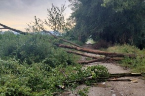 Πτώσεις δέντρων στα Τρίκαλα