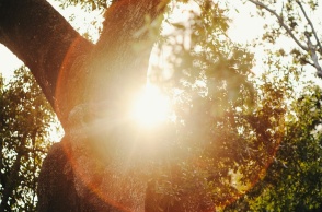 Ο ήλιος πίσω από τα φυλλώματα δέντρου