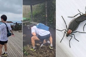 Νότια Κορέα: «Ερωτοέντομα» κατακλύζουν τη Σεούλ λόγω της κλιματικής κρίσης - Οι ειδικοί διχάζονται για τη διαχείριση, οι πολίτες εκφράζουν δυσαρέσκεια.