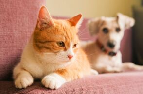 Σύμμαχος στην υγιή γήρανση τα κατοικίδια - Νέα μελέτη δείχνει ότι η κατοχή σκύλου ή γάτας συνδέεται με βραδύτερη γνωστική έκπτωση 