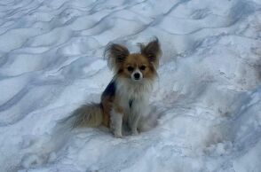 Ελβετία: Μικρός σκύλος έσωσε τον ιδιοκτήτη του που είχε πέσει σε παγετώνα στις Άλπεις - Μεταφέρθηκαν και οι δύο σε νοσοκομείο.