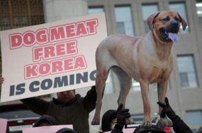 Η Νότια Κορέα απαγόρευσε την κατανάλωση κρέατος σκύλου, με χιλιάδες ζώα να κινδυνεύουν με ευθανασία και εκτροφείς να βυθίζονται στην απόγνωση.