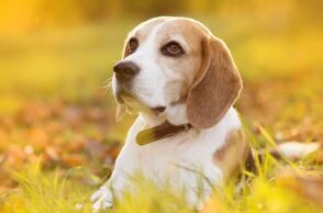 Ποιοι σκύλοι κινδυνεύουν περισσότερο από θερμοπληξία το καλοκαίρι - και τι να κάνετε για να τα προστατέψετε