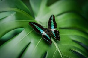 Νέα έρευνα αποκαλύπτει ότι τα φυτά εκπέμπουν ήχους που αντιλαμβάνονται τα ζώα, υποδηλώνοντας την ύπαρξη ενός αόρατου οικοσυστήματος επικοινωνίας